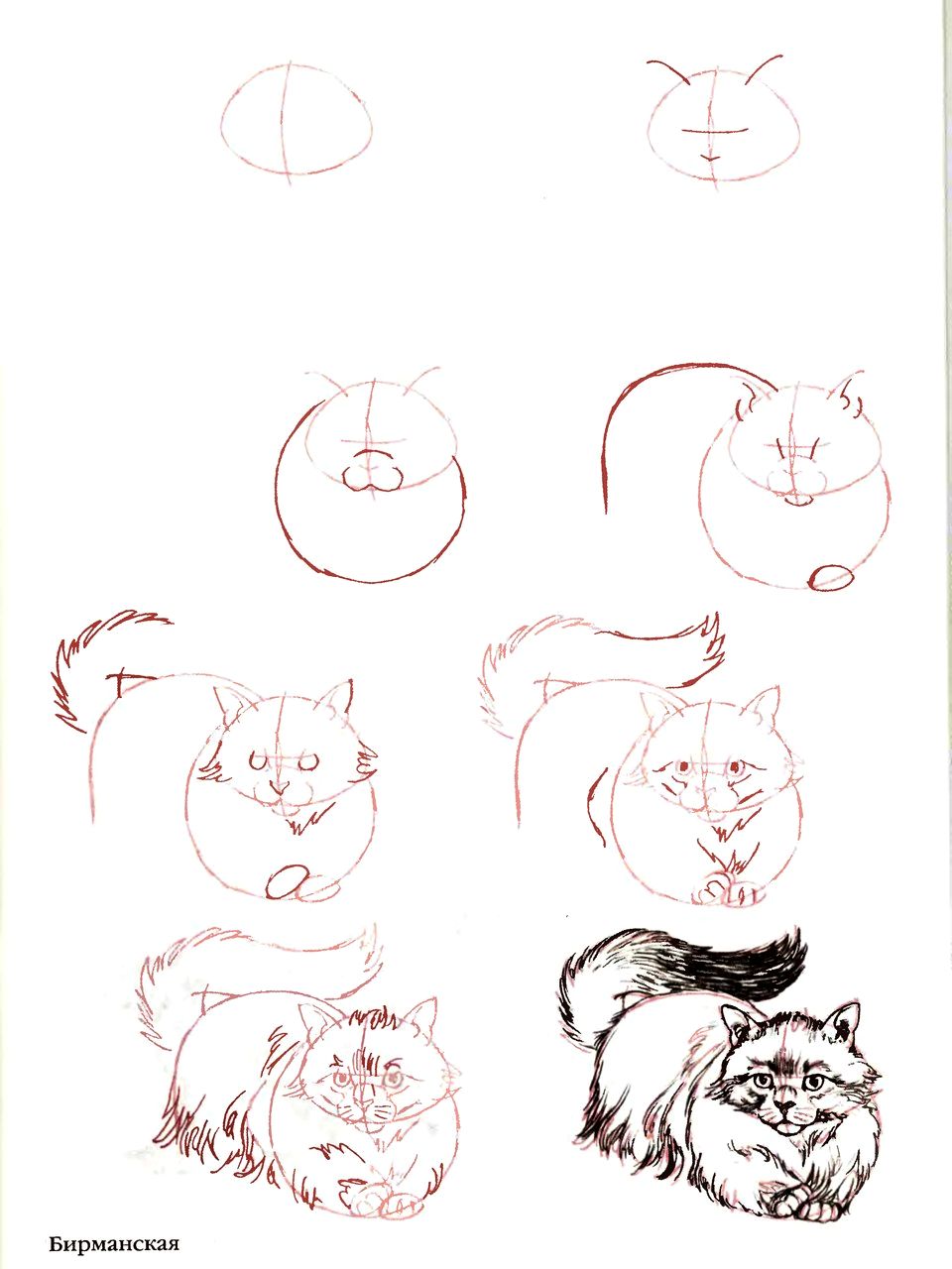 Как красиво рисовать котиков. Рисунки пошагово. Поэтапное рисование кошки. Поэтапное рисование кошки карандашом. Красивые рисунки для начинающих.